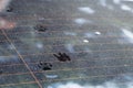 Footprints of the catÃ¢â¬â¢s paw on dirty car rear windscreen